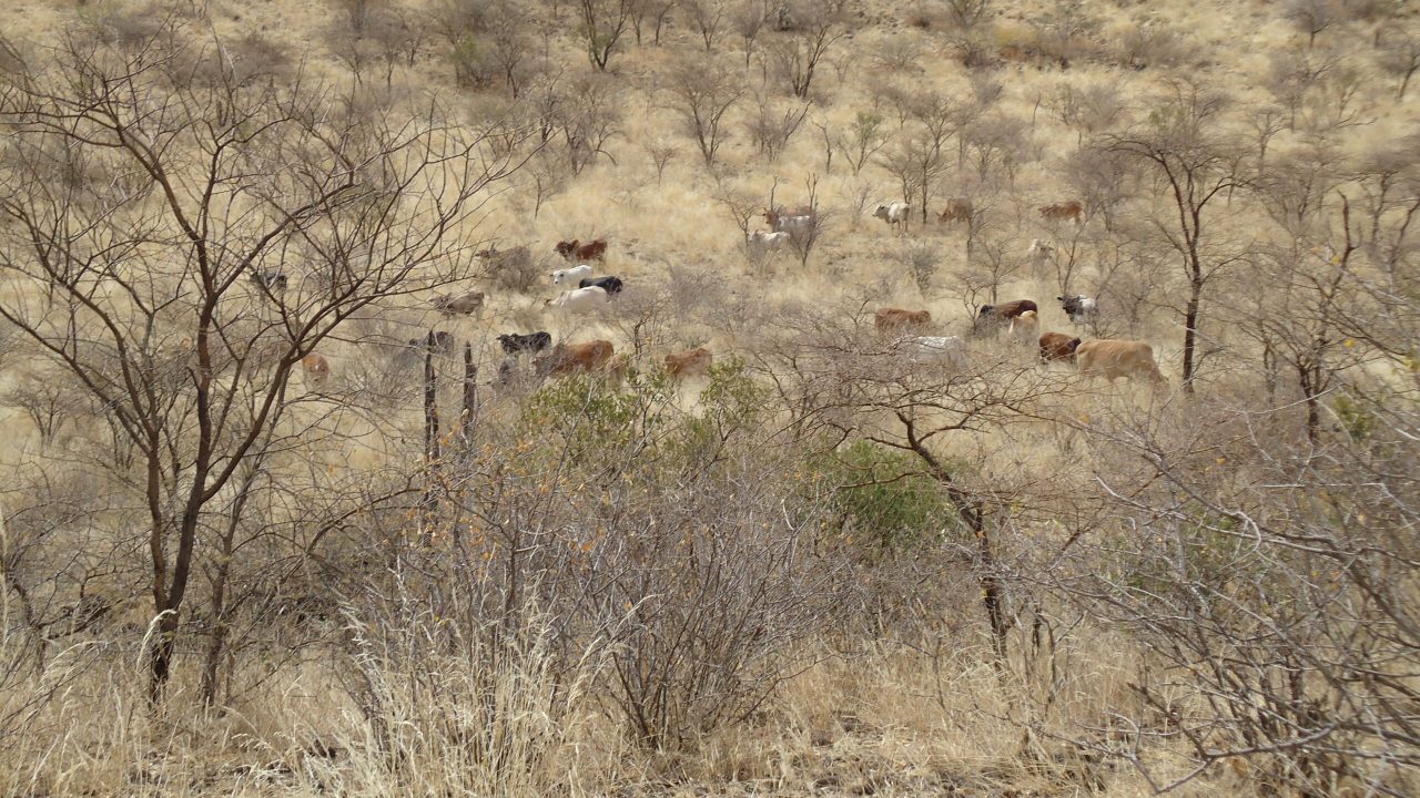 Magadi-rangelands-1-scaled-1 Magadi-rangelands-1-scaled-1